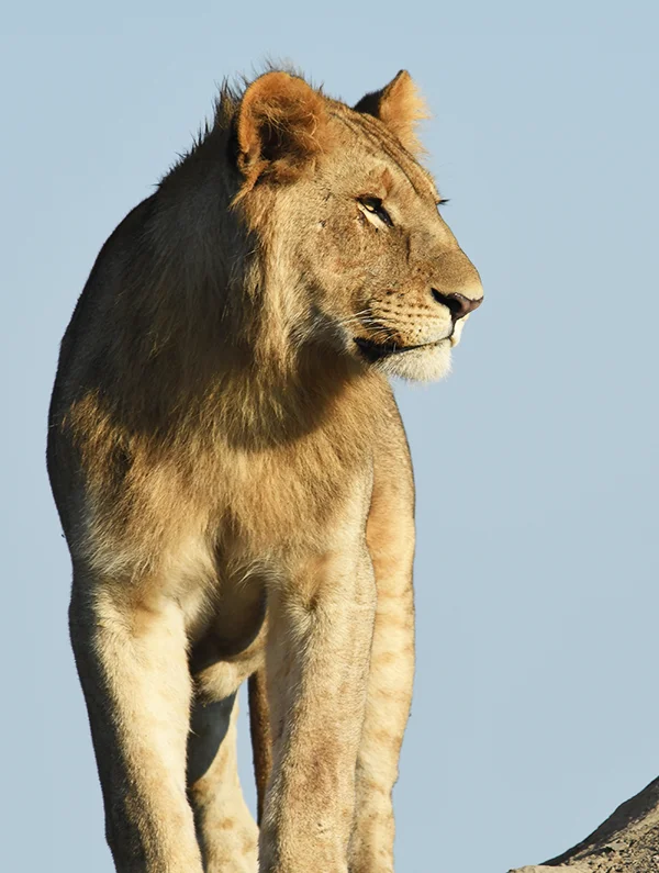 lion
