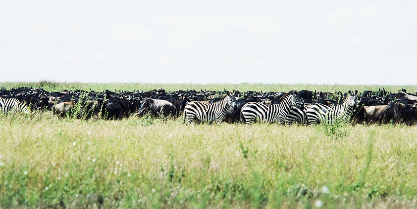 zebra